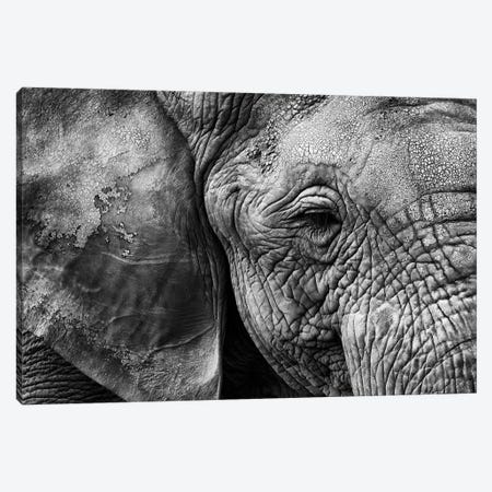 Elephant Skin Canvas Print #OXM6936} by Helena Garcia Canvas Artwork
