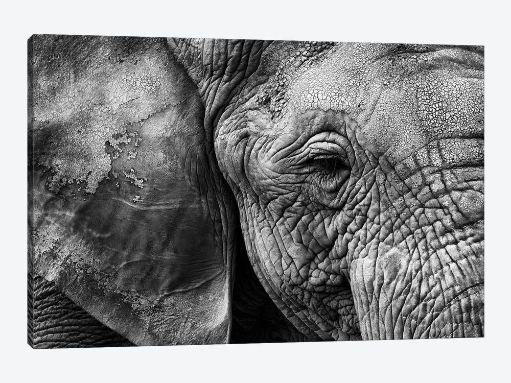 Elephant Skin by Helena Garcia 1-piece Canvas Art