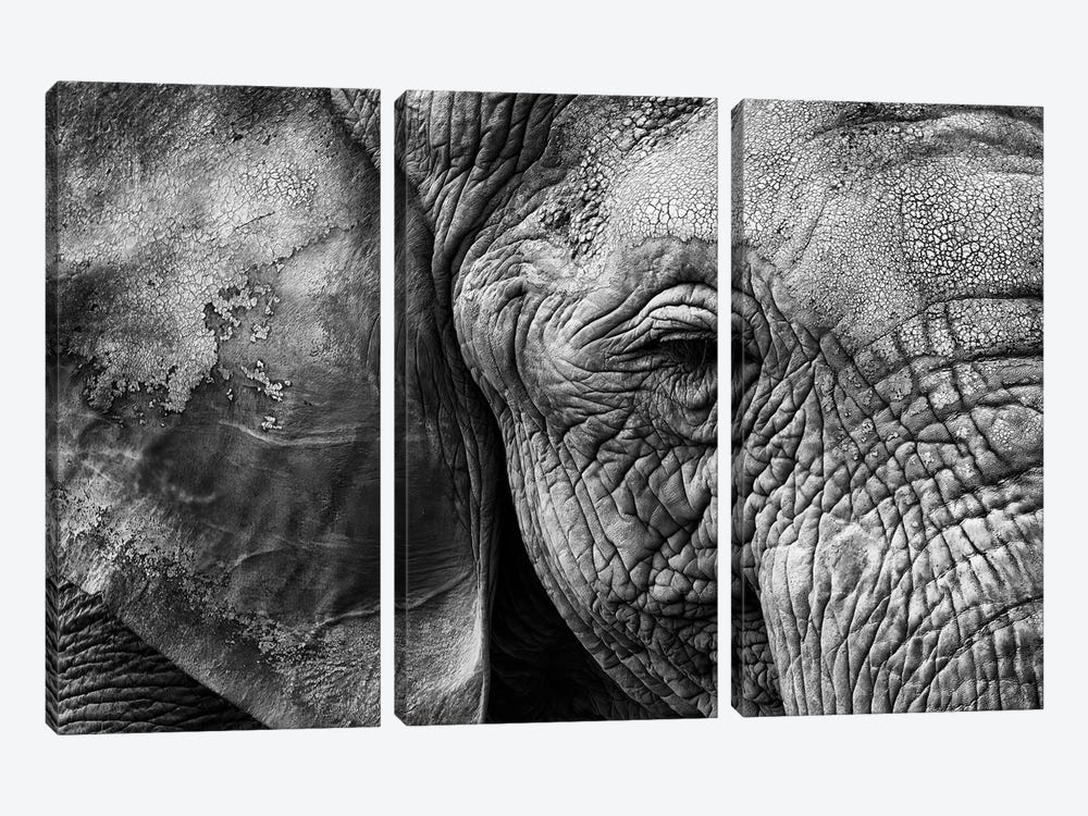 Elephant Skin by Helena Garcia 3-piece Canvas Wall Art