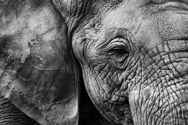 Elephants: Elephant Skin by Helena Garcia