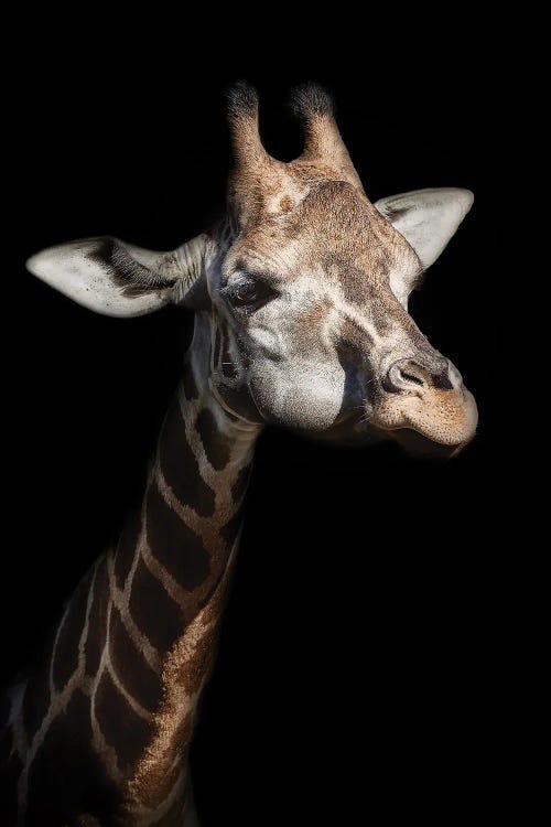 Giraffe In Low Key