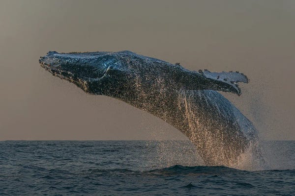 Humpback Whales: Out Of Ocean by Jennifer Lu
