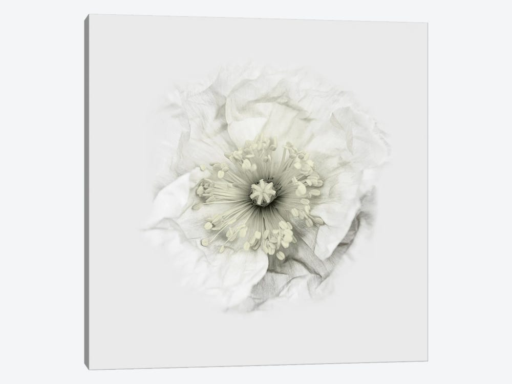 Yet Another Poppy by Lotte Gronkjar 1-piece Canvas Art
