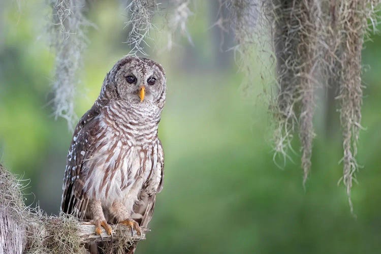 Barred Owl