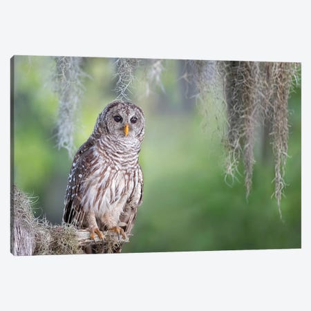 Barred Owl Canvas Print #OXM6988} by Max Wang Canvas Artwork