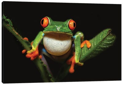 Red-Eyed Tree Frog Canvas Art Print - 1x Collection