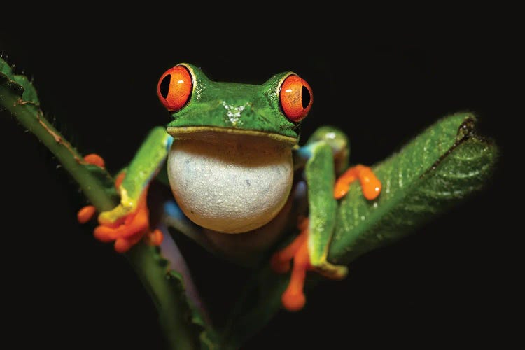 Red-Eyed Tree Frog