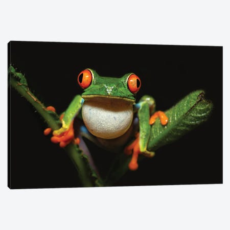 Red-Eyed Tree Frog Canvas Print #OXM6994} by Milan Zygmunt Canvas Art