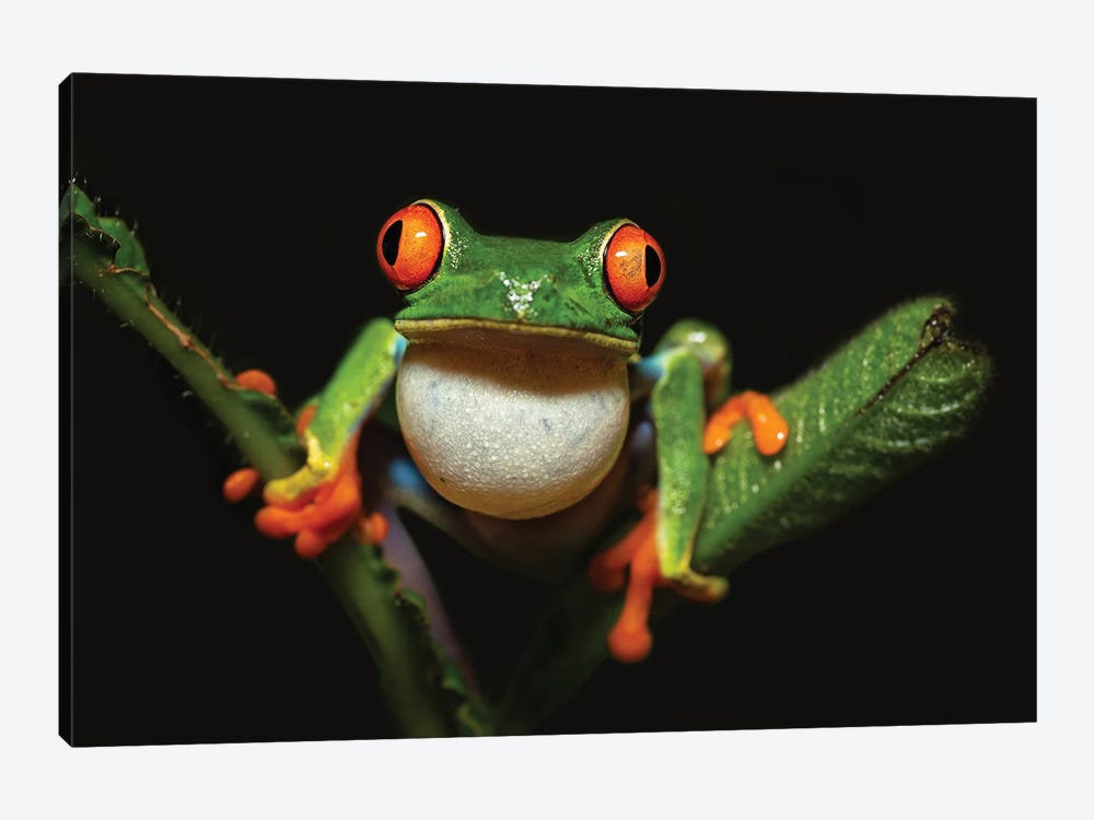 Red-Eyed Tree Frog by Milan Zygmunt 1-piece Canvas Art