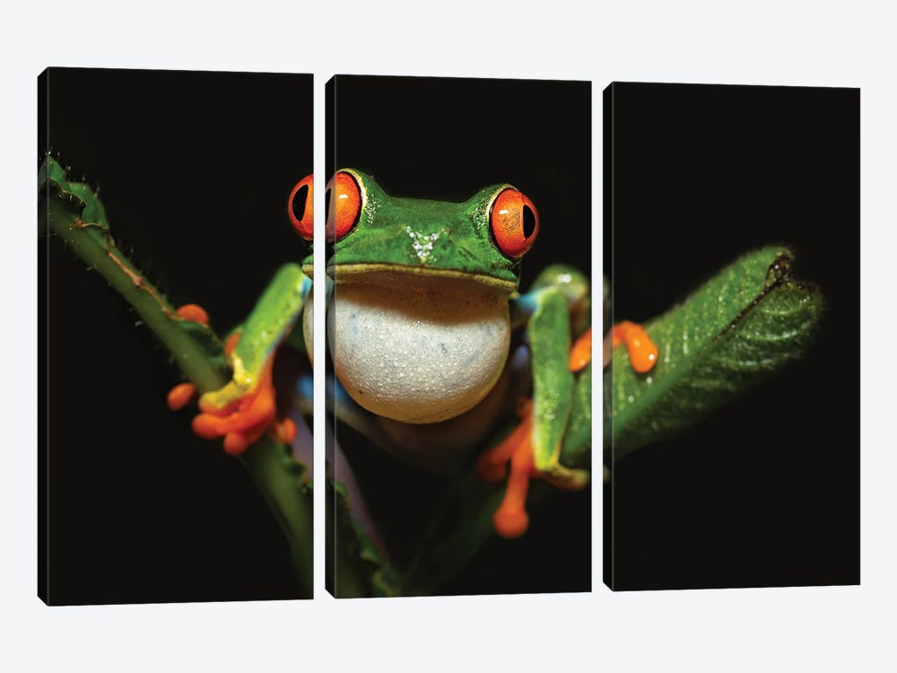 Red-Eyed Tree Frog by Milan Zygmunt 3-piece Canvas Artwork