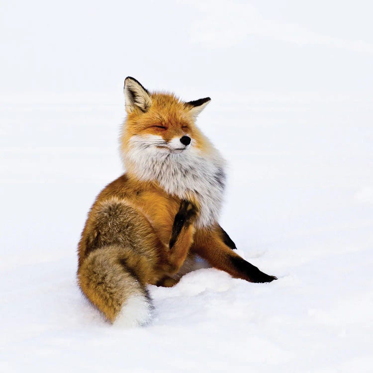 Winterfox by Pia Lindstrom wall art