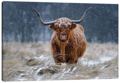 Snowy Highland Cow Canvas Art Print - Highland Cow Art