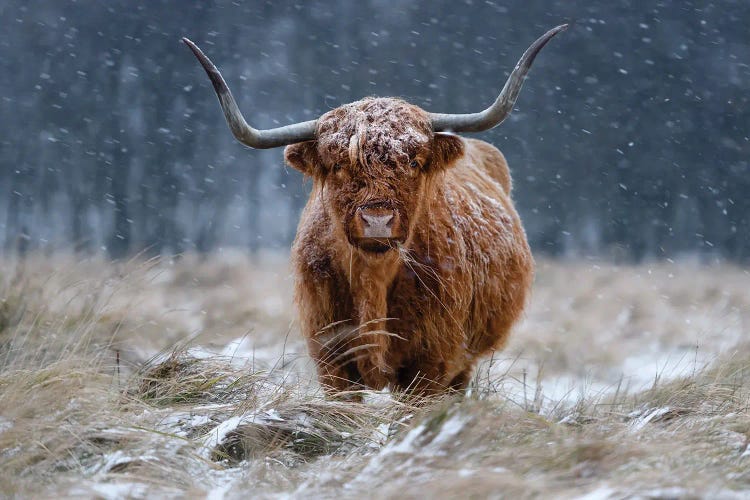 Snowy Highland Cow