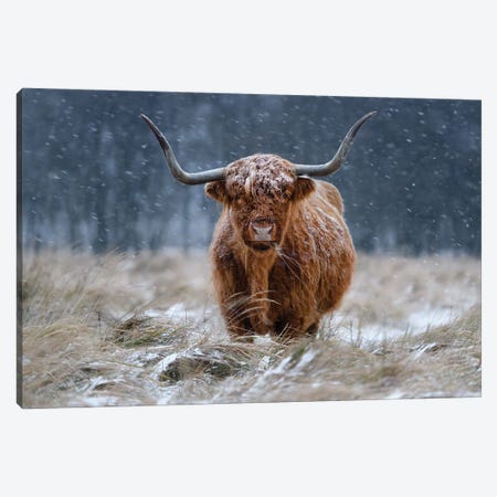 Snowy Highland Cow Canvas Print #OXM7026} by Richard Guijt Art Print