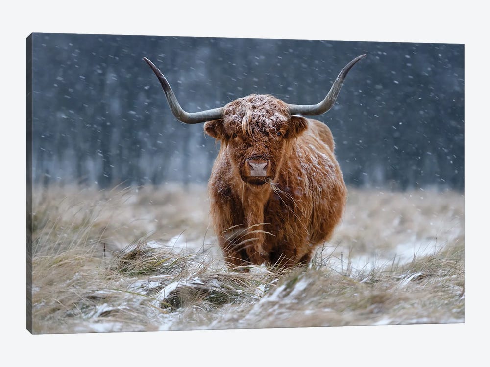Snowy Highland Cow by Richard Guijt 1-piece Art Print