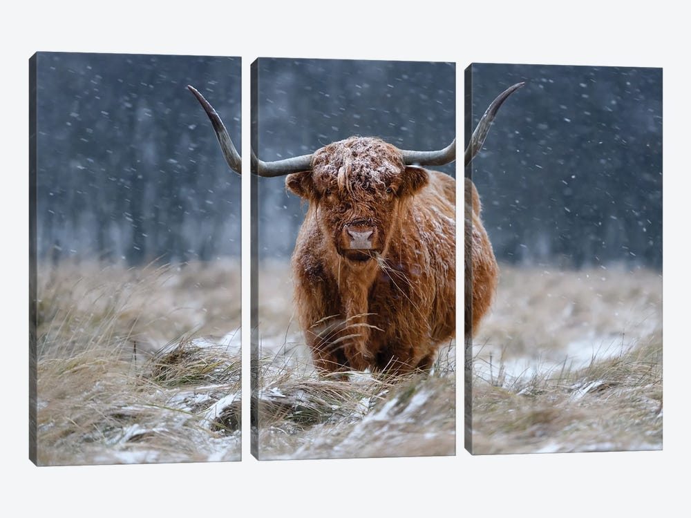 Snowy Highland Cow by Richard Guijt 3-piece Canvas Print