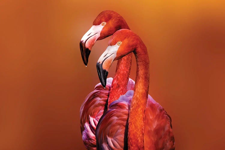 Flamingo Portrait by Richard Reames wall art
