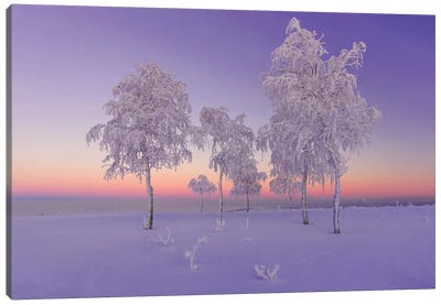 January Evening Canvas Art Print - 1x Floral and Botanicals