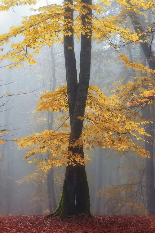 Loving Trees