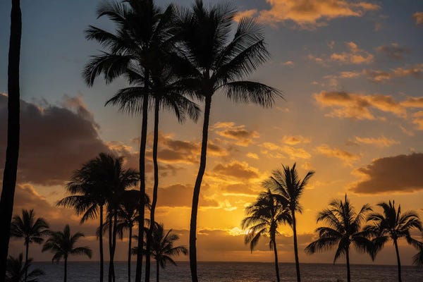 Dog Photography: Tranquility by Shawn D.