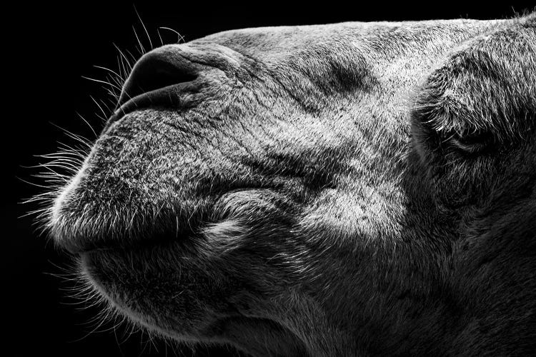 Camel by Sultan wall art