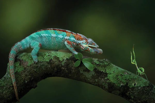 Lizards: Please Don't Shoot Me by Tantoyensen