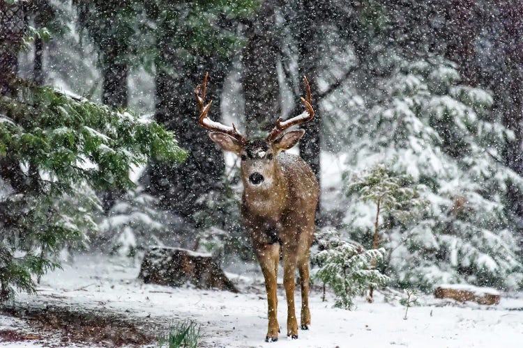 Snow Storm And The Buck Deer