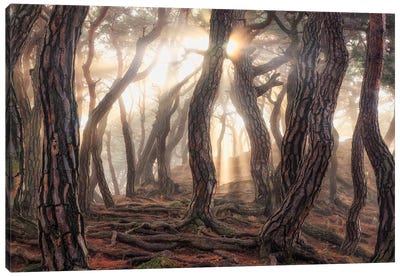 Old Trees Canvas Art Print