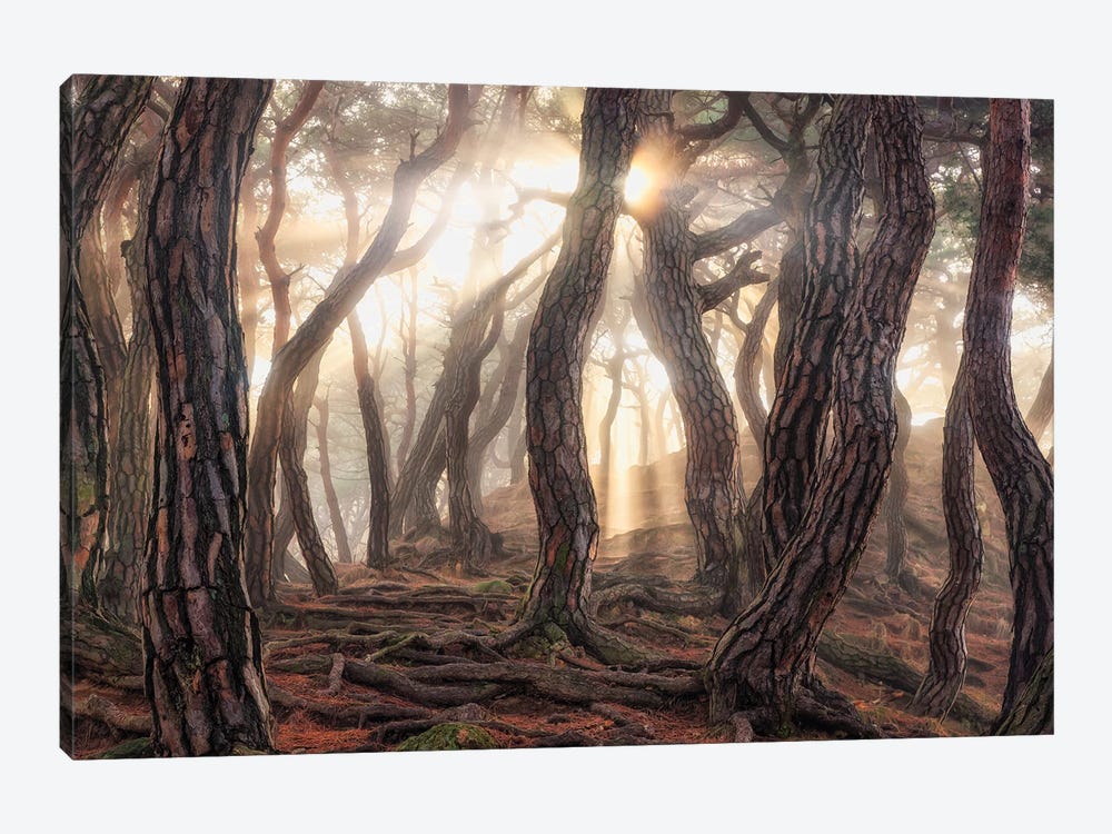 Old Trees by Tiger Seo 1-piece Canvas Wall Art