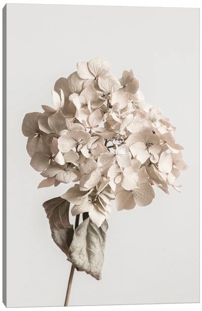 Beige Dried Flower Canvas Art Print - 1x Floral and Botanicals
