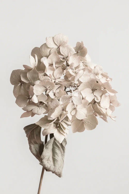 Beige Dried Flower