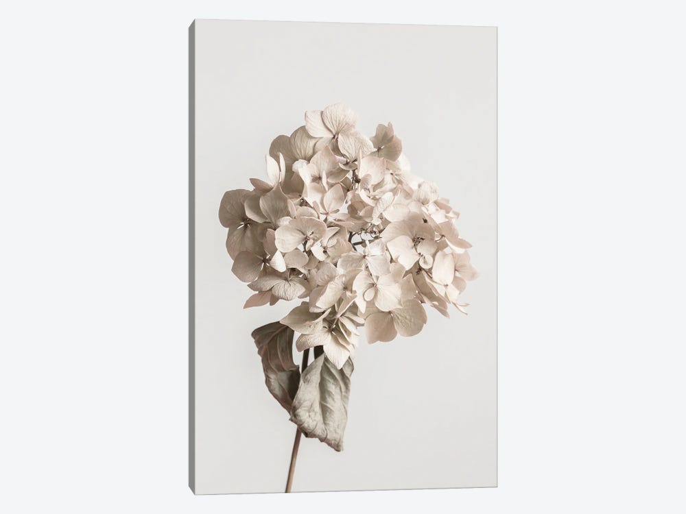 Beige Dried Flower by 1x Studio III 1-piece Canvas Art Print