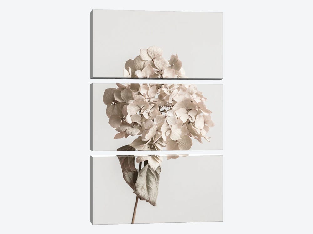 Beige Dried Flower by 1x Studio III 3-piece Canvas Print