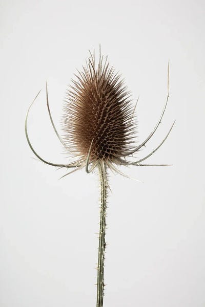 1x Studio III: Dried IV by 1x Studio III