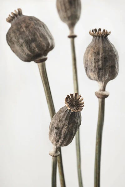 Dried VI by 1x Studio III metal wall art