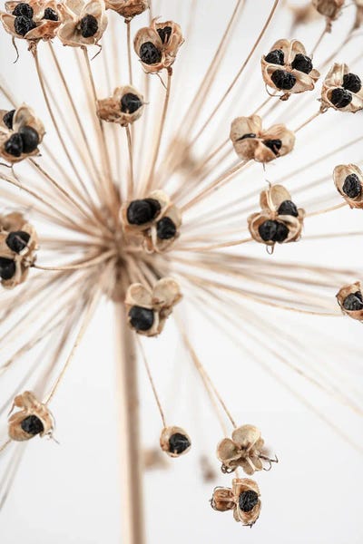 Dried VII by 1x Studio III canvas print