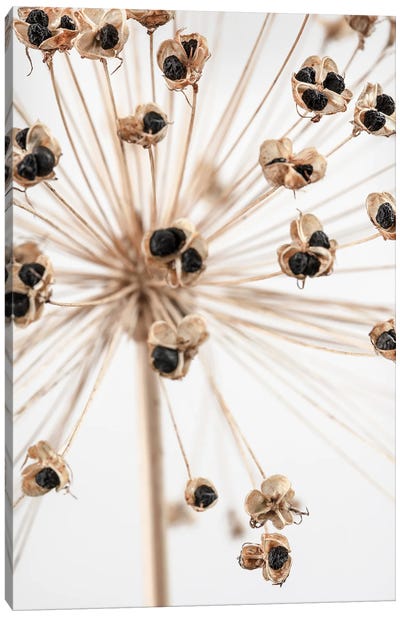 Dried VII Canvas Art Print - 1x Floral and Botanicals