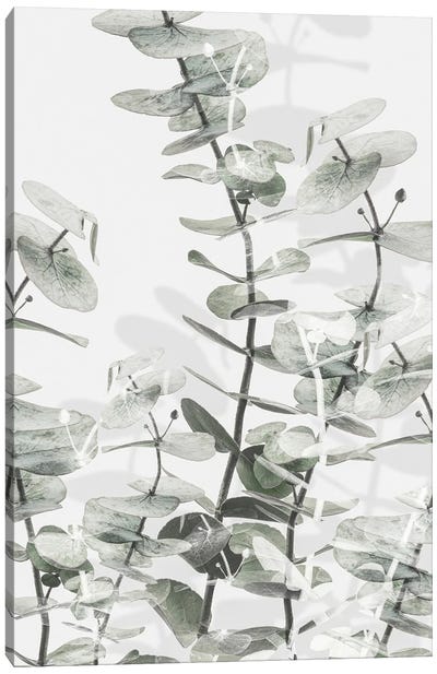 Eucalyptus I Canvas Art Print - 1x Floral and Botanicals
