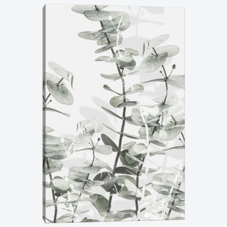 Eucalyptus I Canvas Print #OXM7084} by 1x Studio III Canvas Art Print
