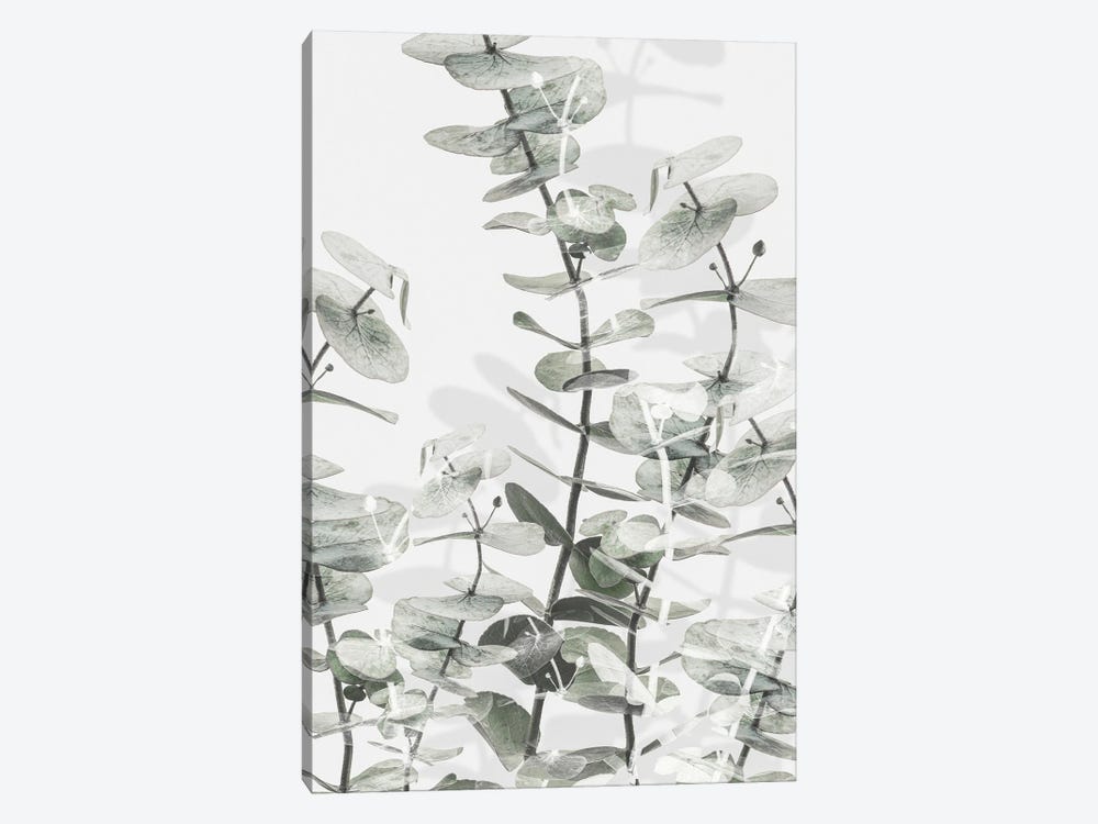 Eucalyptus I by 1x Studio III 1-piece Canvas Art Print