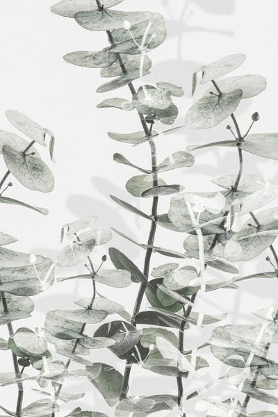 1x Studio III: Eucalyptus I by 1x Studio III