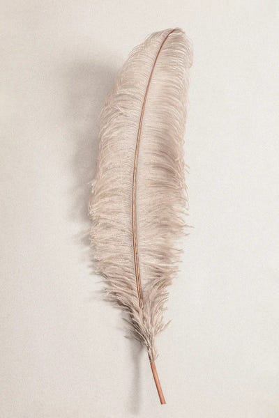 Feathers: Feather II by 1x Studio III