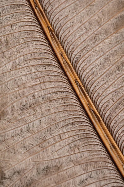 Feathers: Feather VII by 1x Studio III