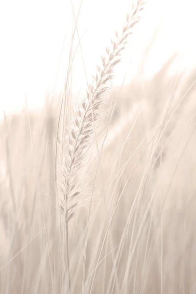 Grass I by 1x Studio III canvas print