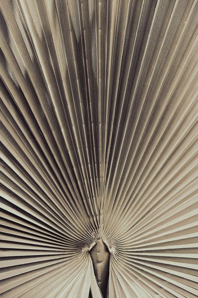 1x Studio III: Palmblad I by 1x Studio III