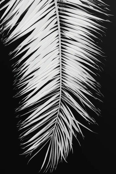 Palmblad IV by 1x Studio III metal wall art