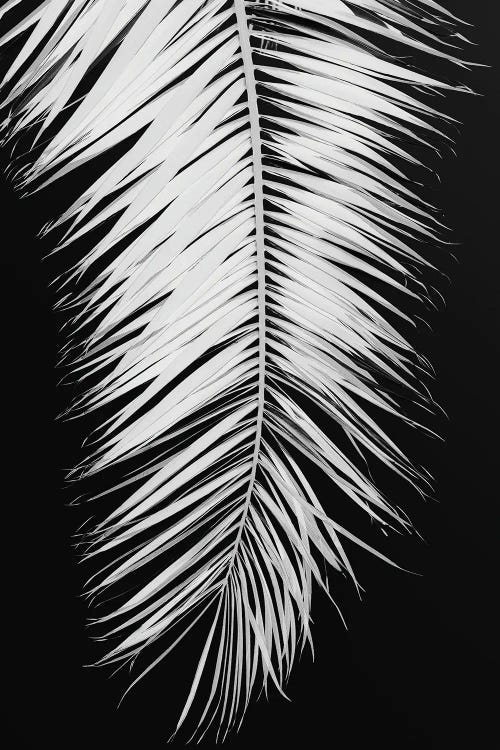 Palmblad IV by 1x Studio III wall art