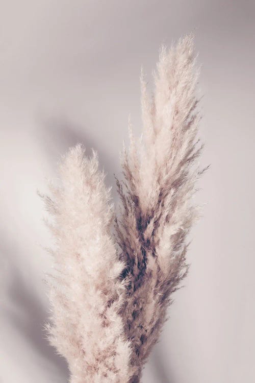 Pampas Grass