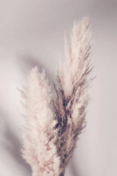Grasses: Pampas Grass by 1x Studio III