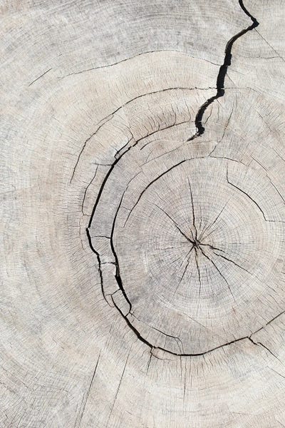 Natural Elements: Pattern Wood II by 1x Studio III